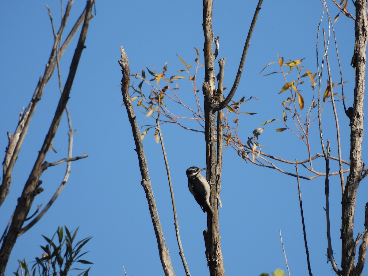 Hairy Woodpecker - ML609778415