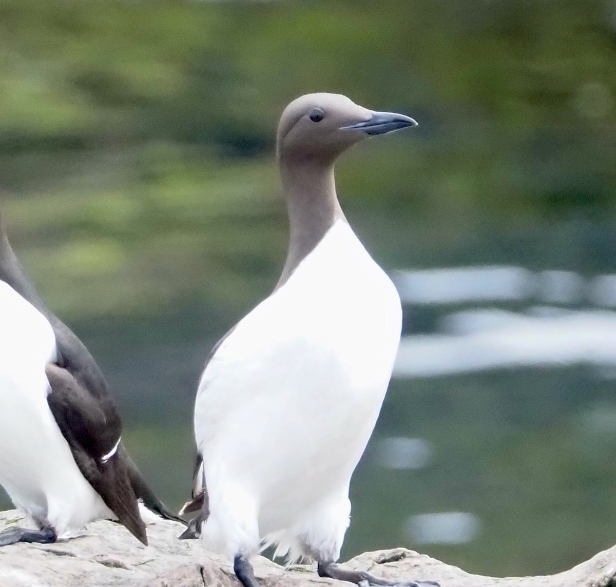 Common Murre - ML609778424