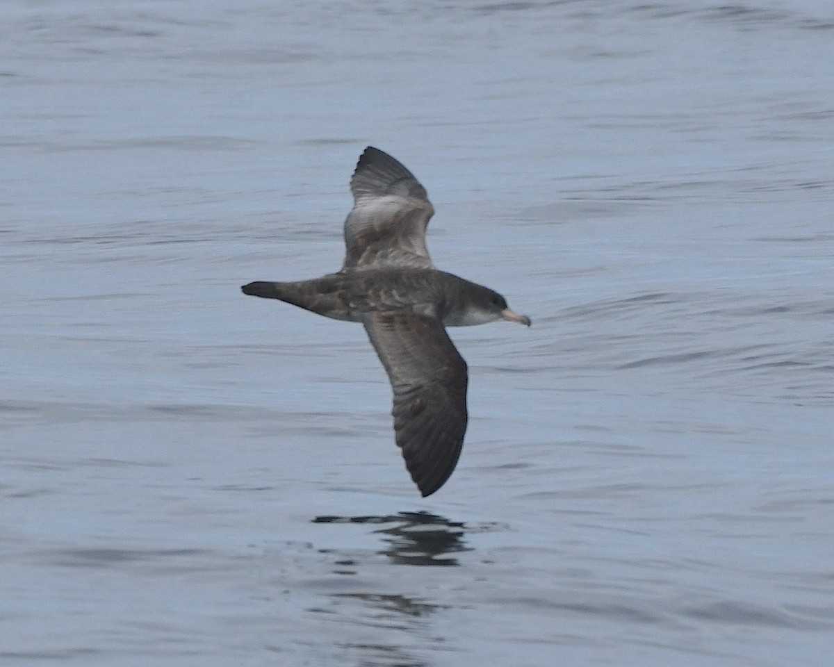 Pink-footed Shearwater - ML609778465