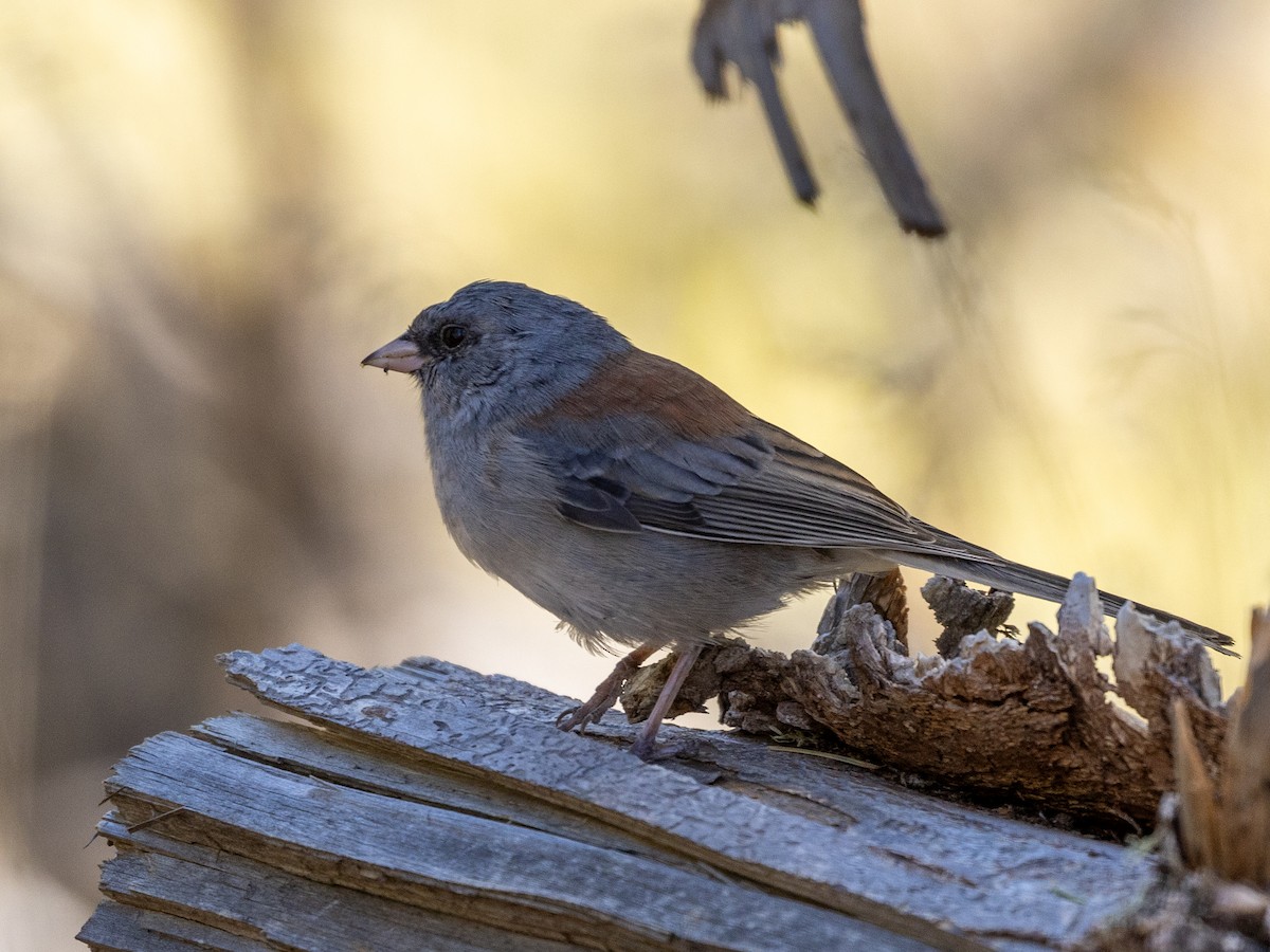 Junco ardoisé (caniceps) - ML609778483