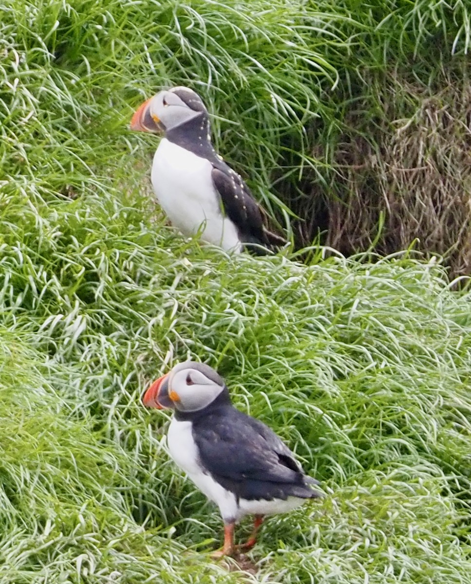 Atlantic Puffin - ML609778503