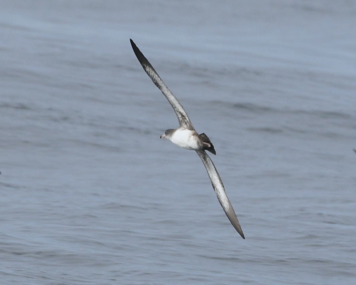Pink-footed Shearwater - ML609778531