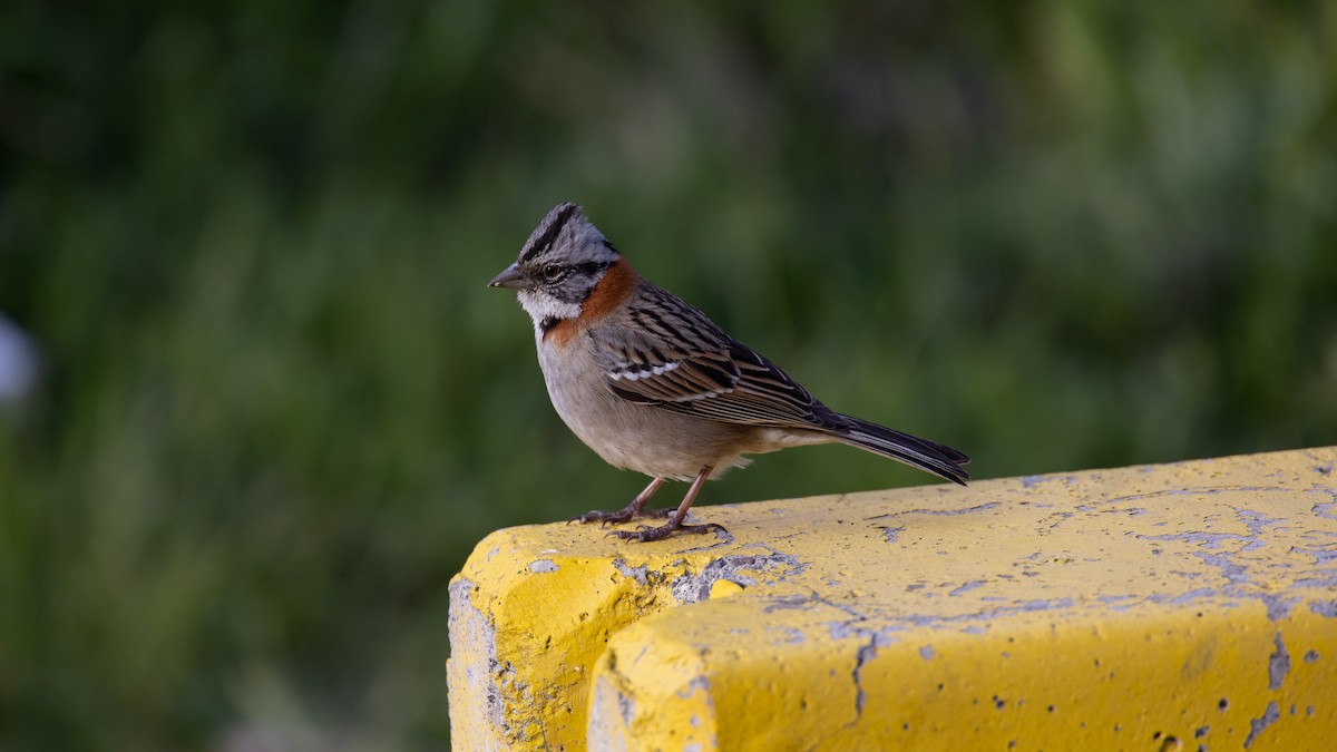Rufous-collared Sparrow - ML609778579