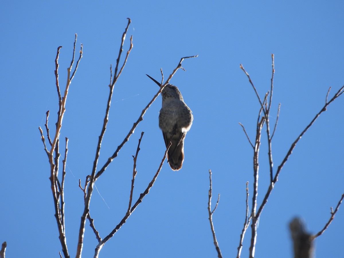 Anna's Hummingbird - ML609778590
