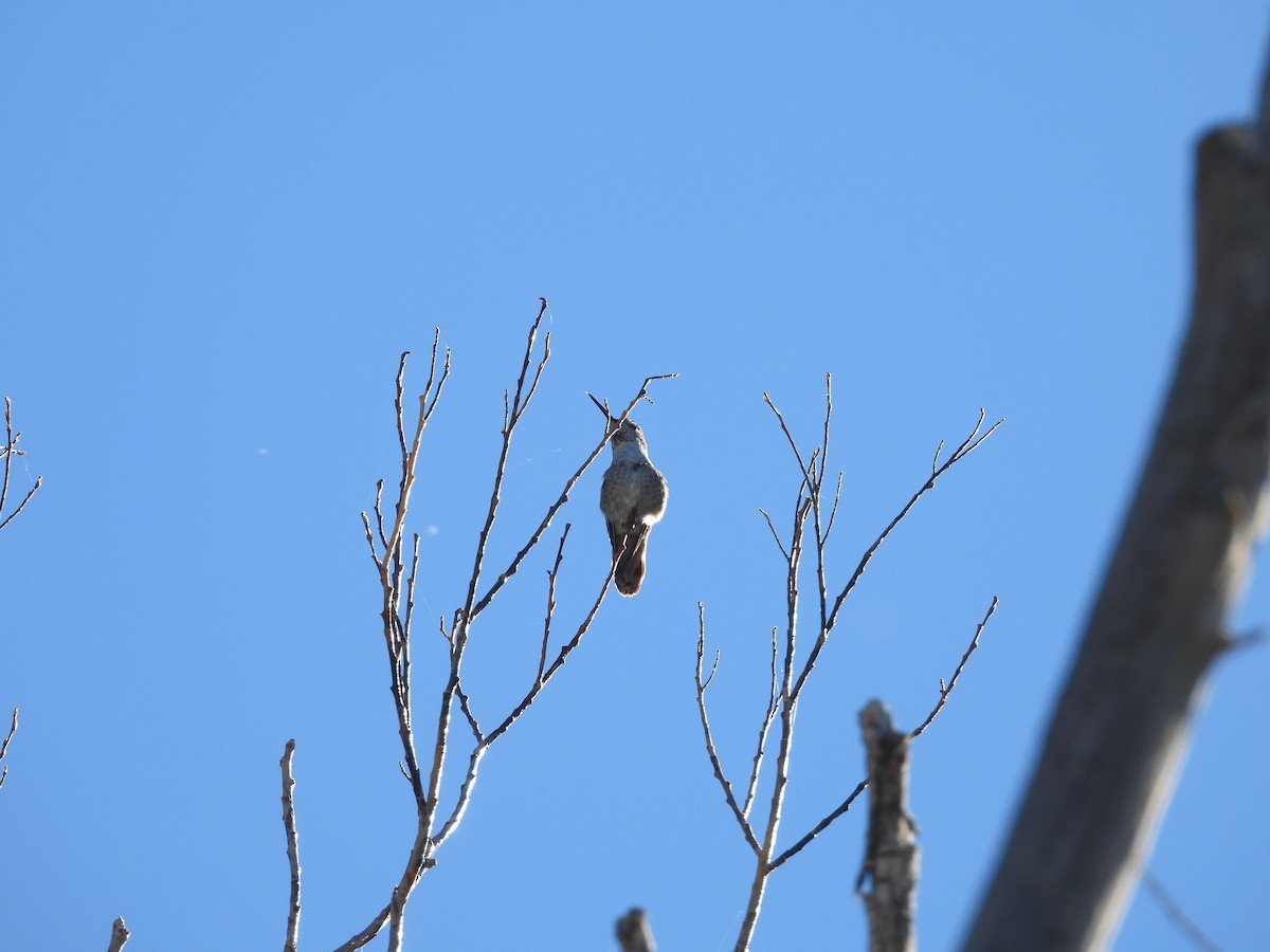 Anna's Hummingbird - ML609778591