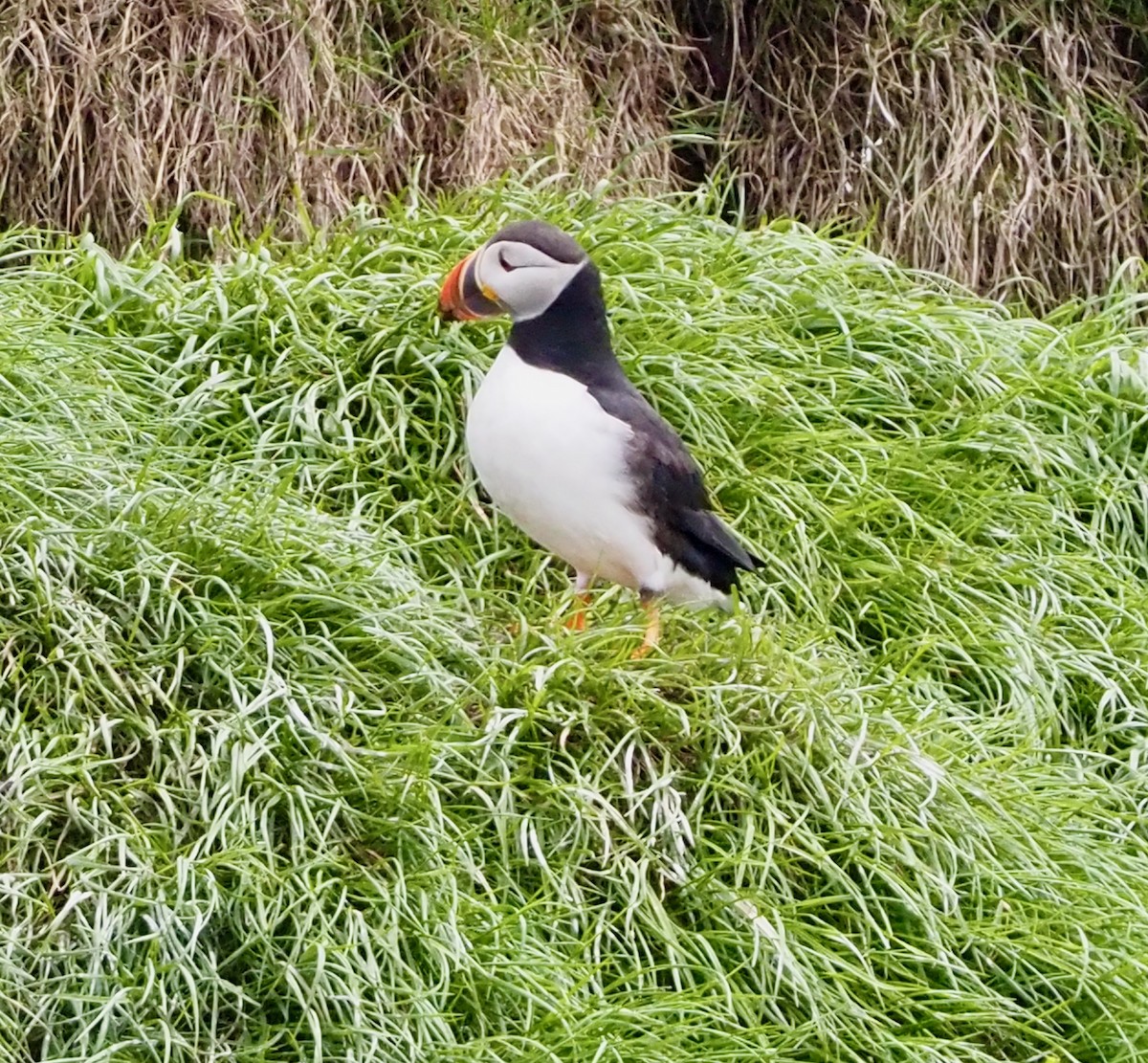 Atlantic Puffin - ML609778594