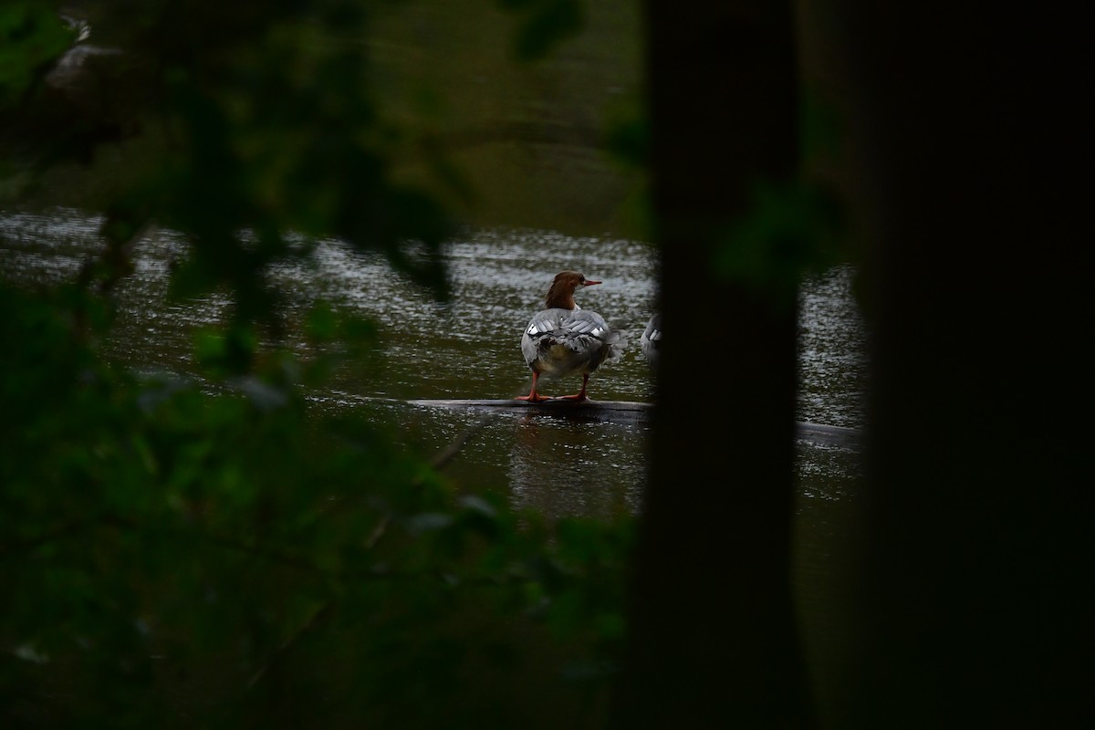 Common Merganser - ML609778606