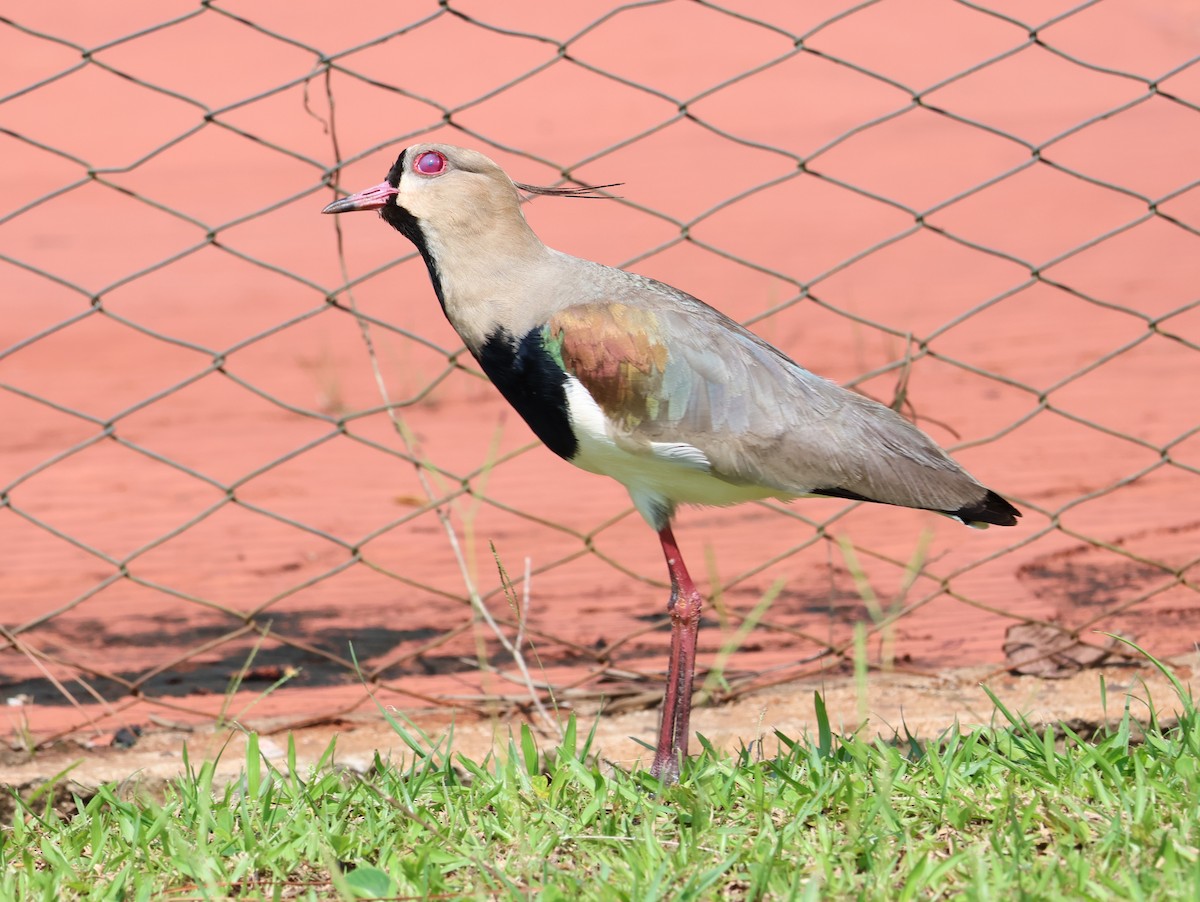 Southern Lapwing - ML609778617