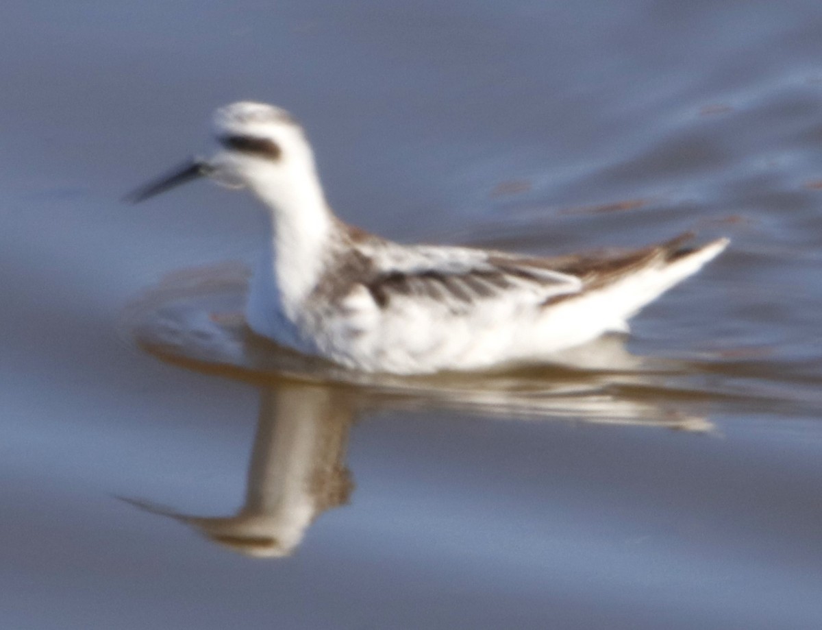 Red-necked Phalarope - ML609778632