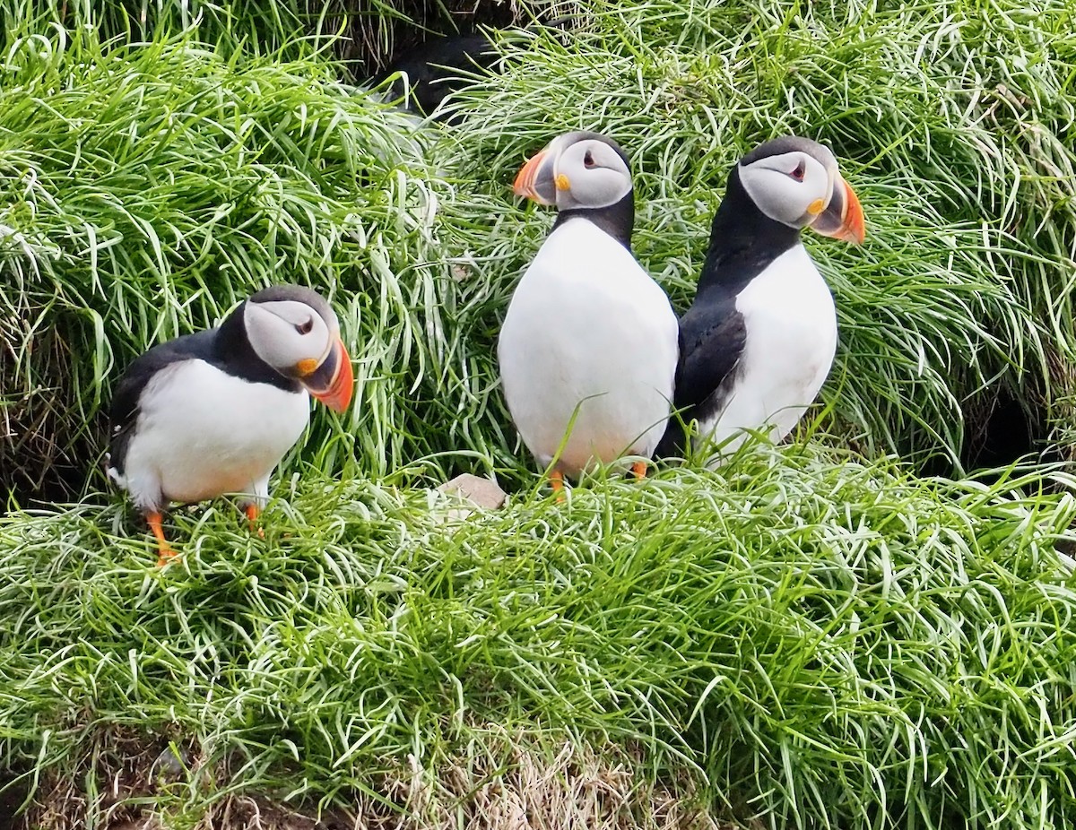 Atlantic Puffin - ML609778636