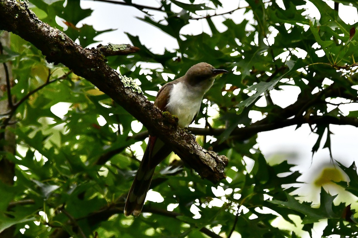 Yellow-billed Cuckoo - ML609778655