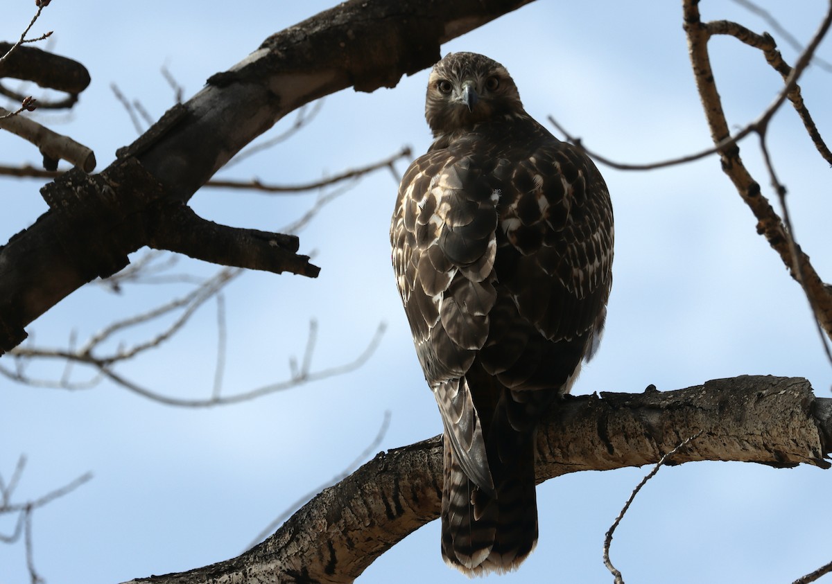 Red-tailed Hawk - ML609778657