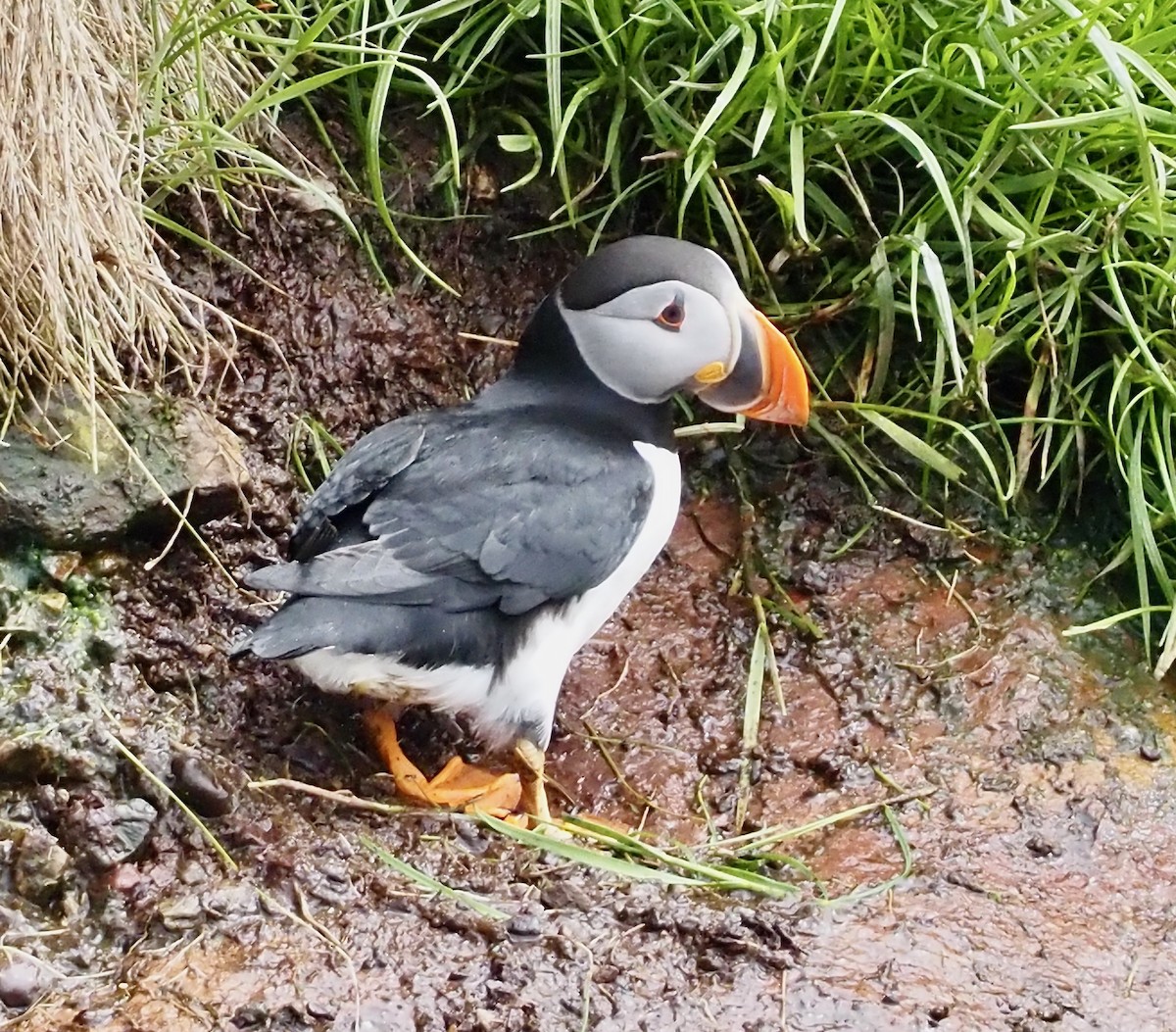 Atlantic Puffin - ML609778659