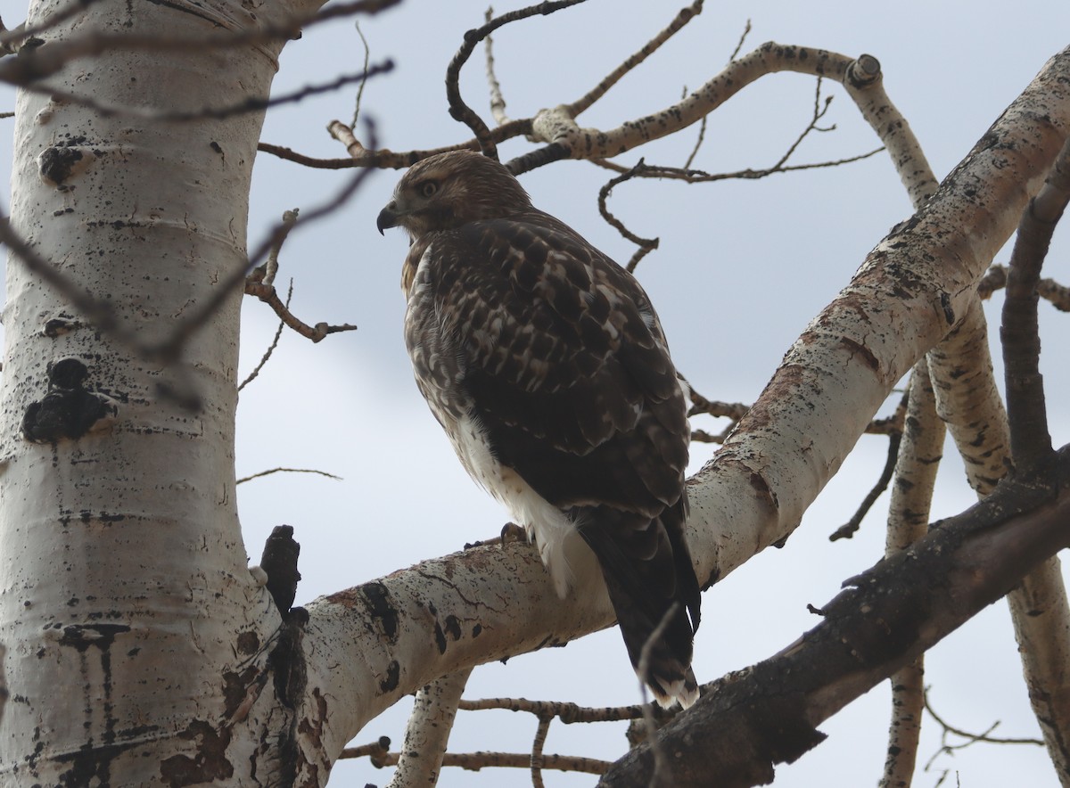 Red-tailed Hawk - ML609778681