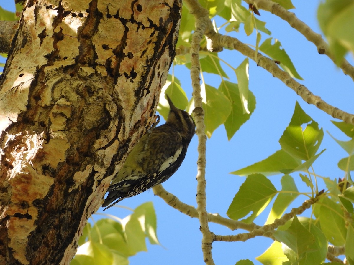 Yellow-bellied Sapsucker - ML609778710