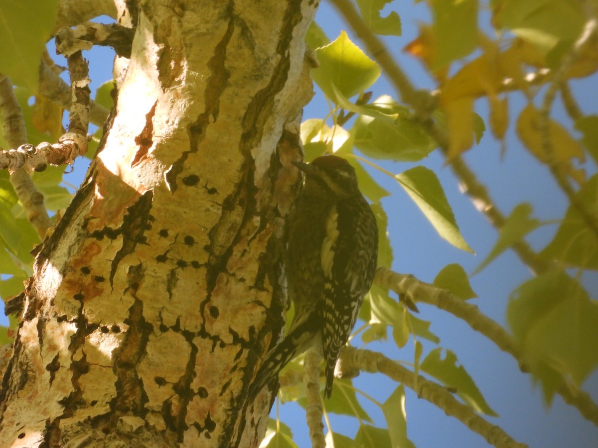 Yellow-bellied Sapsucker - ML609778711