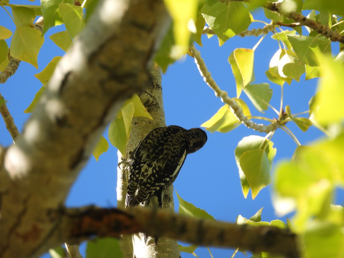 Yellow-bellied Sapsucker - ML609778714