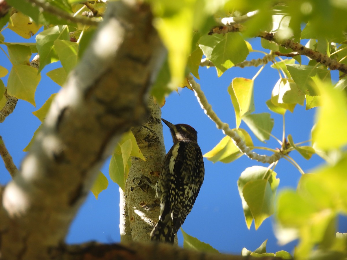 Yellow-bellied Sapsucker - ML609778717