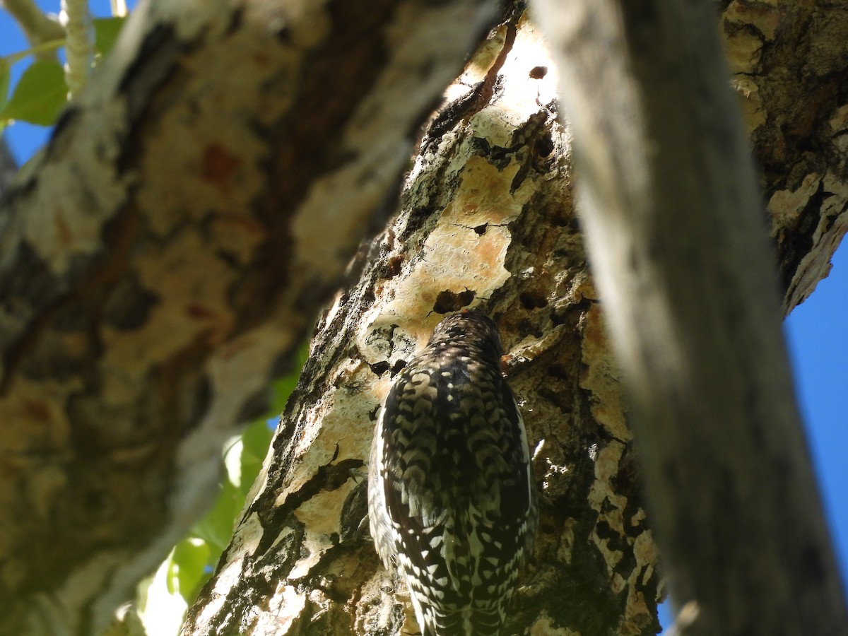 Yellow-bellied Sapsucker - ML609778726