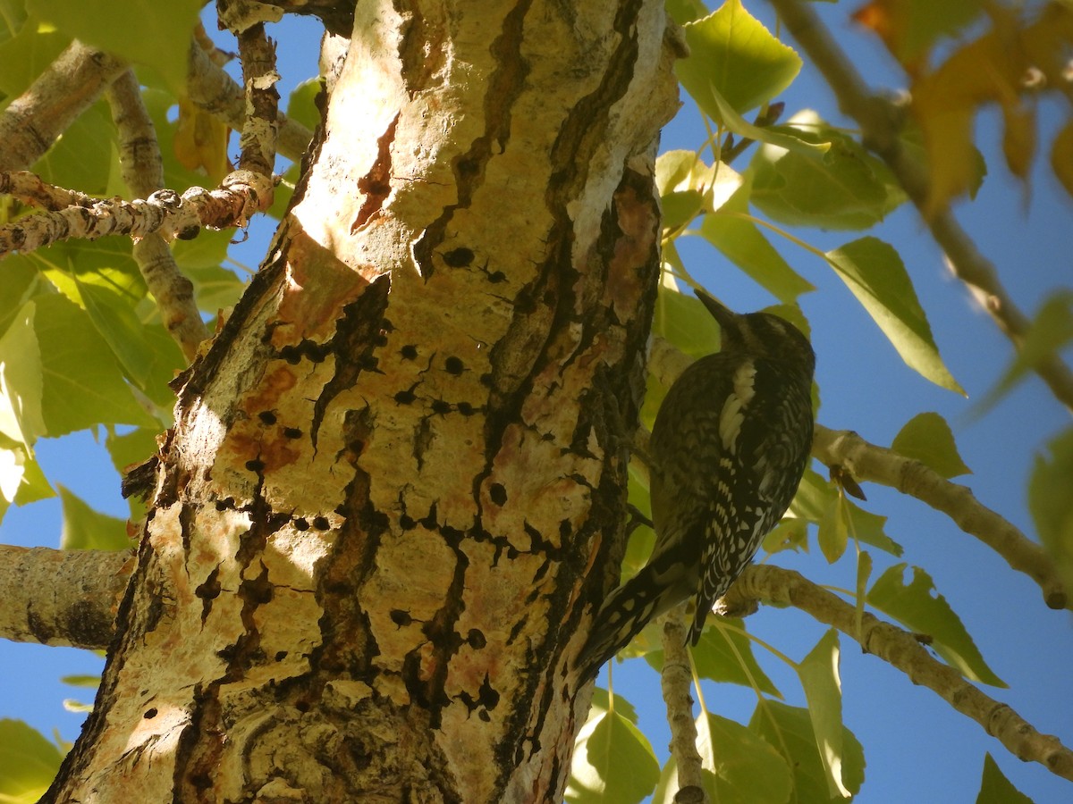 Yellow-bellied Sapsucker - ML609778727