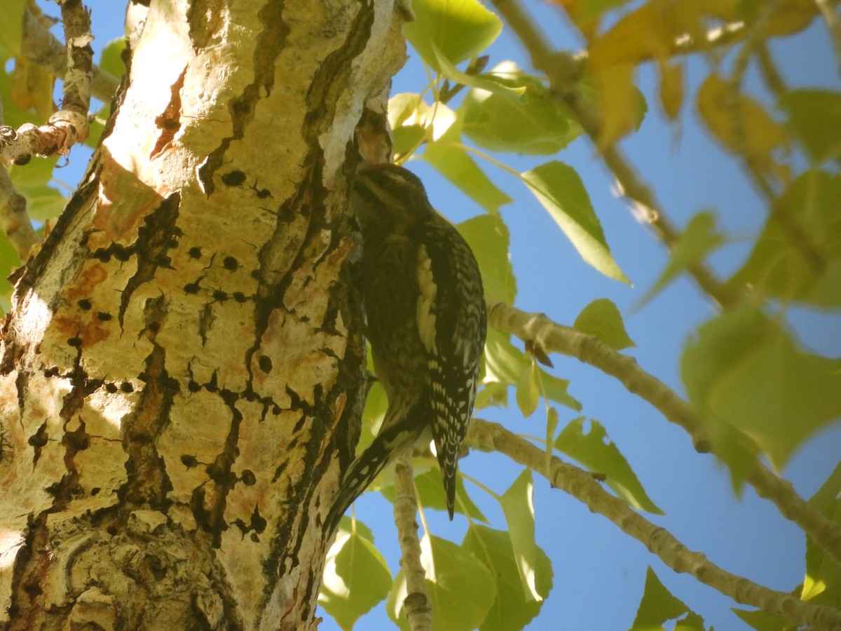 Yellow-bellied Sapsucker - ML609778728