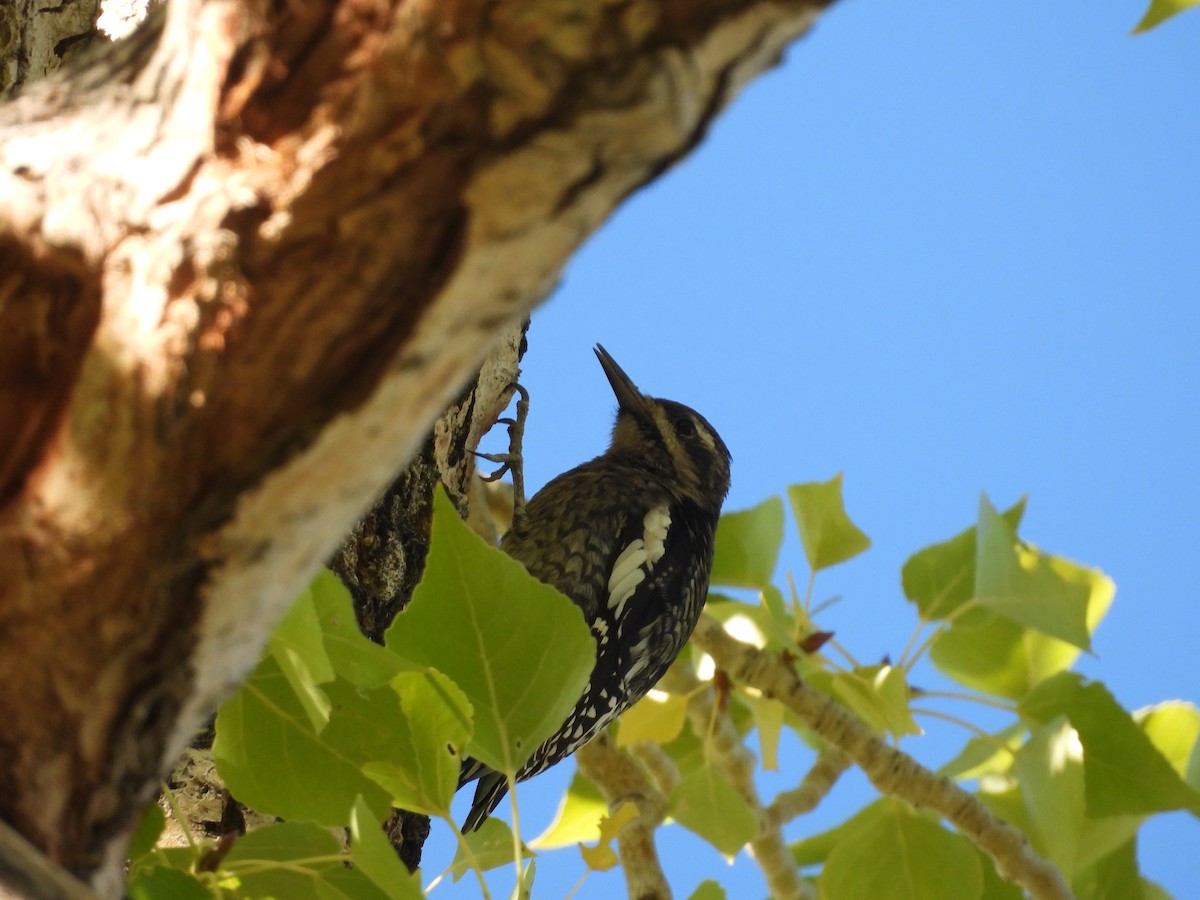 Yellow-bellied Sapsucker - ML609778731