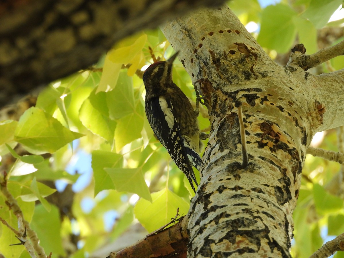 Yellow-bellied Sapsucker - ML609778736