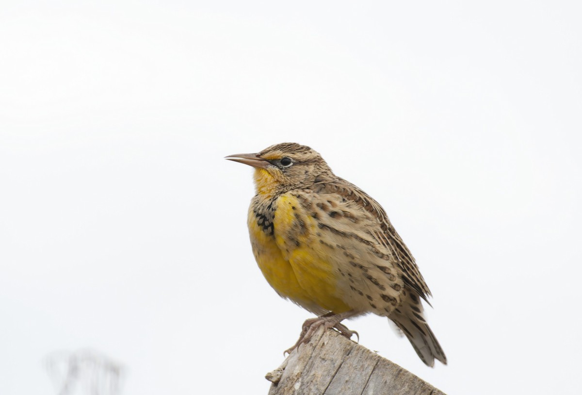 Western Meadowlark - ML609778738