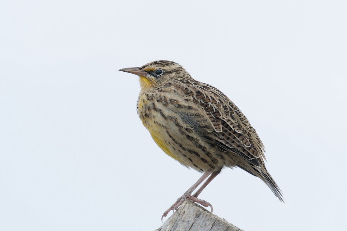 Western Meadowlark - ML609778741