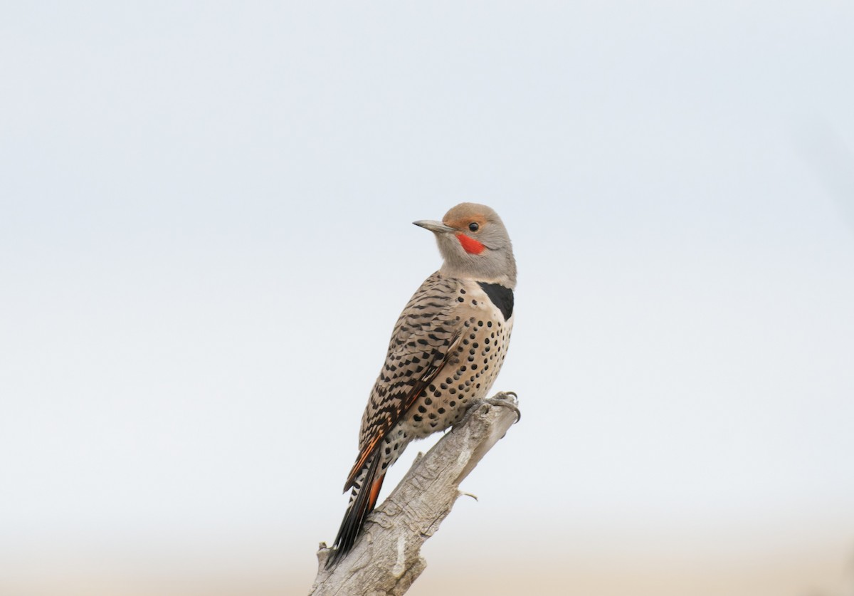 Northern Flicker - ML609778747