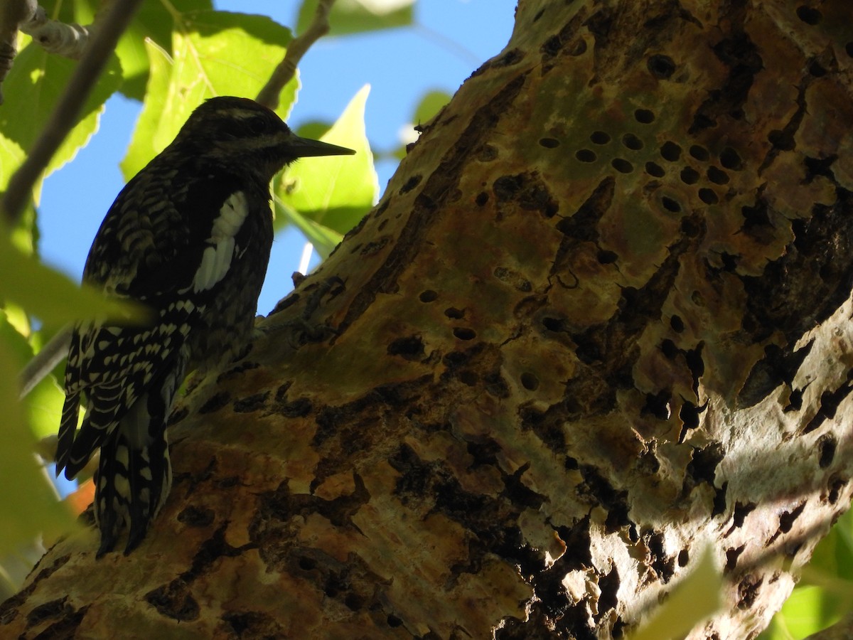 Yellow-bellied Sapsucker - ML609778753