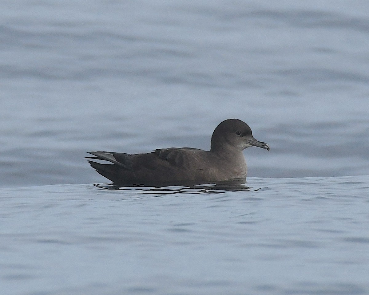 יסעור קצר-זנב - ML609778757