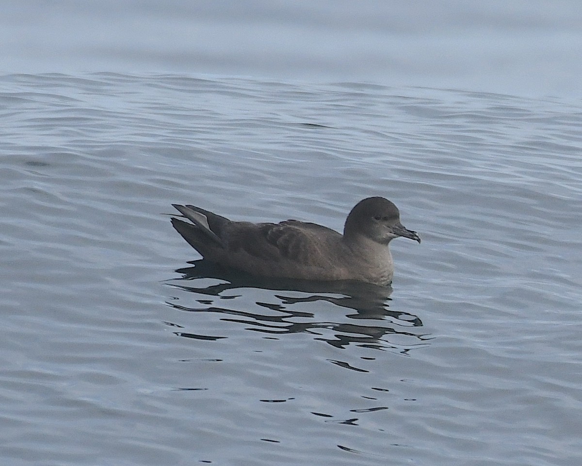 יסעור קצר-זנב - ML609778767