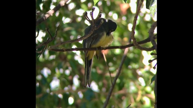 trogon žlutobřichý - ML609778783