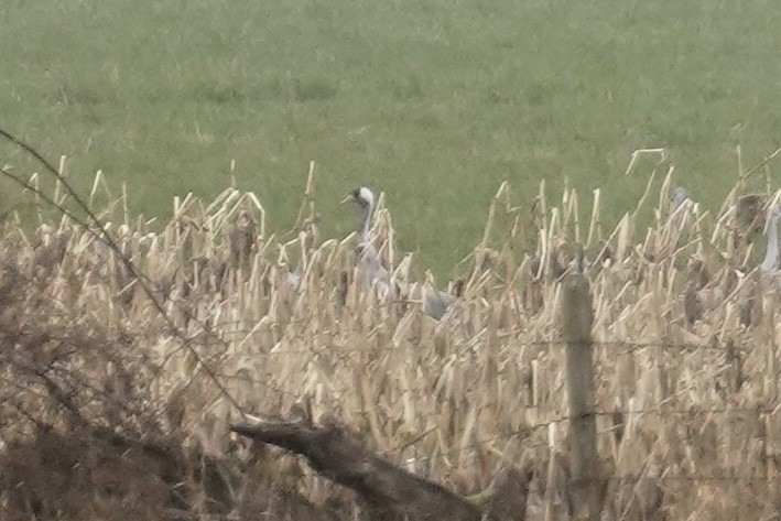 jeřáb popelavý - ML609778812