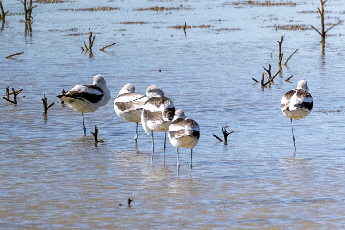 Avocette d'Amérique - ML609778823