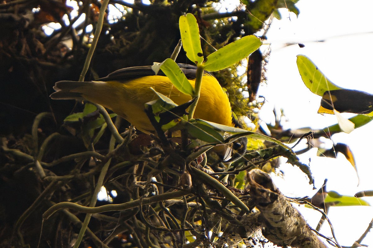 Lagden's Bushshrike - ML609778867