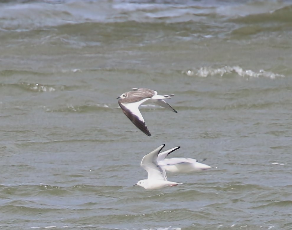 Sabine's Gull - Phil Mills
