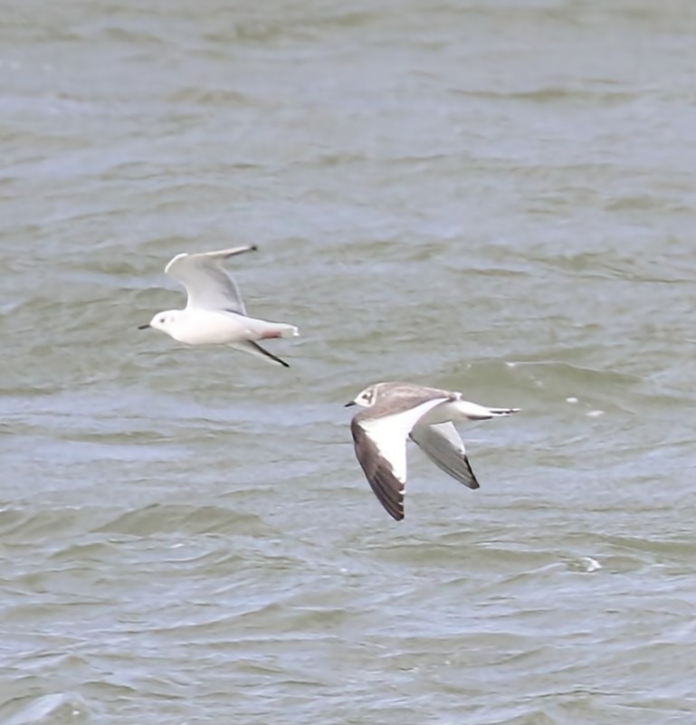 Sabine's Gull - ML609778869