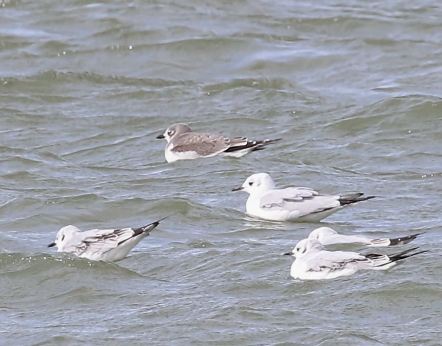 Sabine's Gull - ML609778871