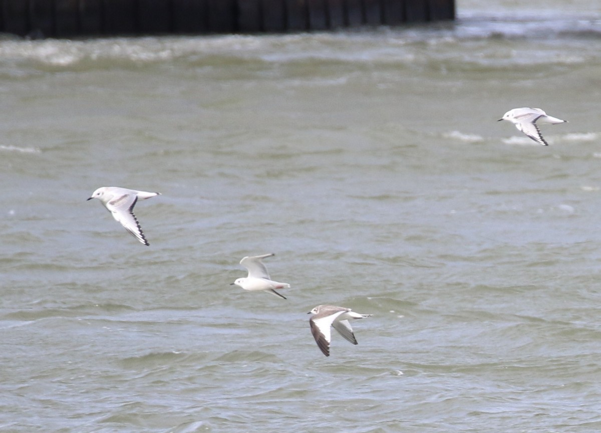 Sabine's Gull - ML609778874