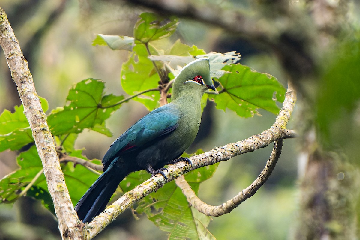 Black-billed Turaco - ML609778909