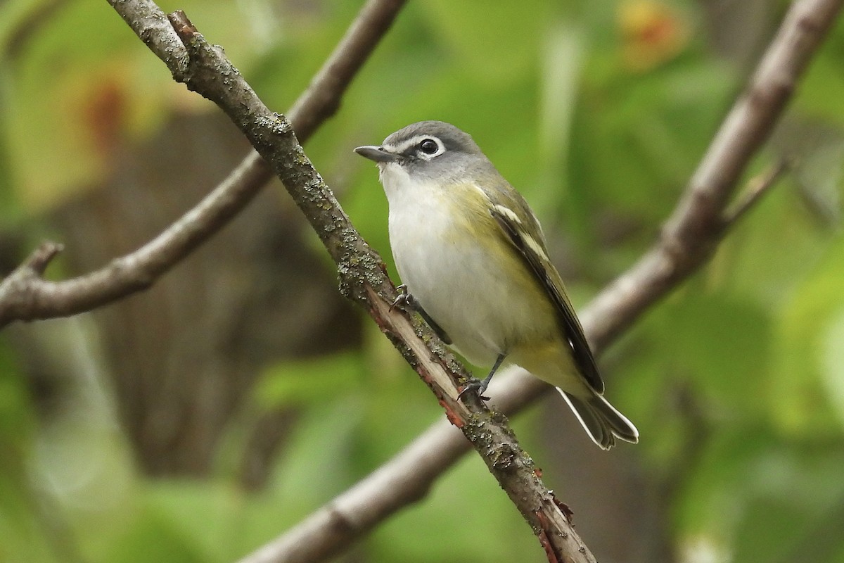 Blue-headed Vireo - ML609778979