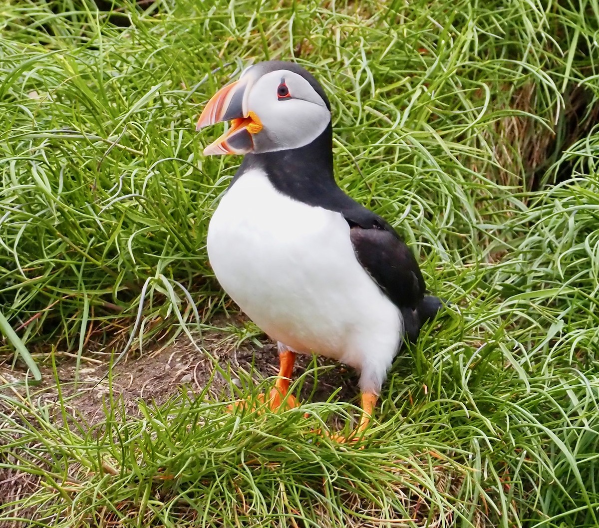 Atlantic Puffin - ML609778981