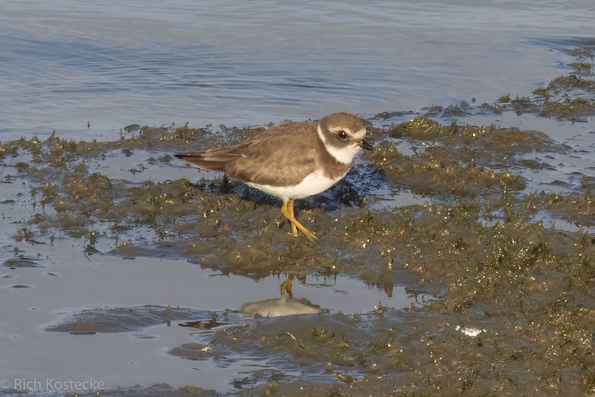 Semipalmated Plover - ML609779006