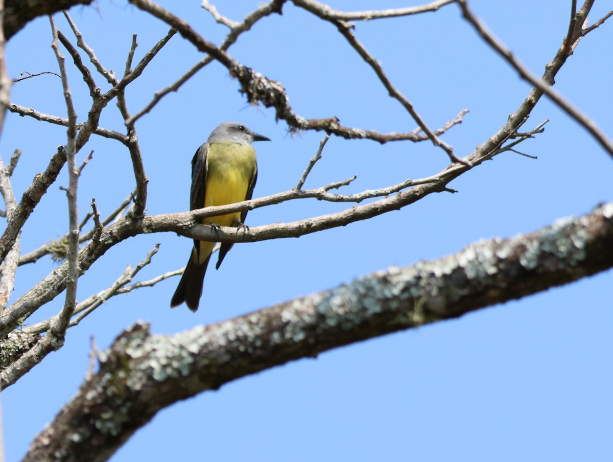 Tropical Kingbird - ML609779040