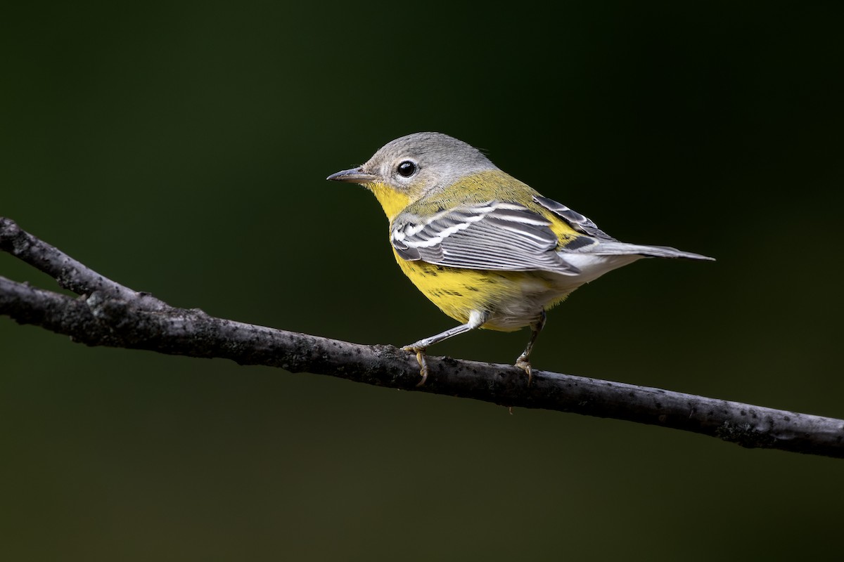 Magnolia Warbler - ML609779136