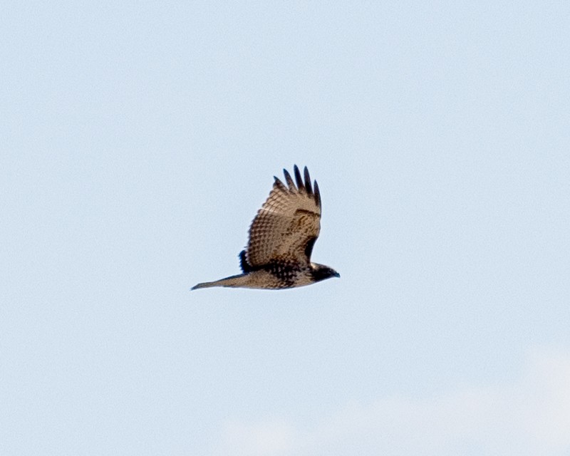 Red-tailed Hawk - ML609779158