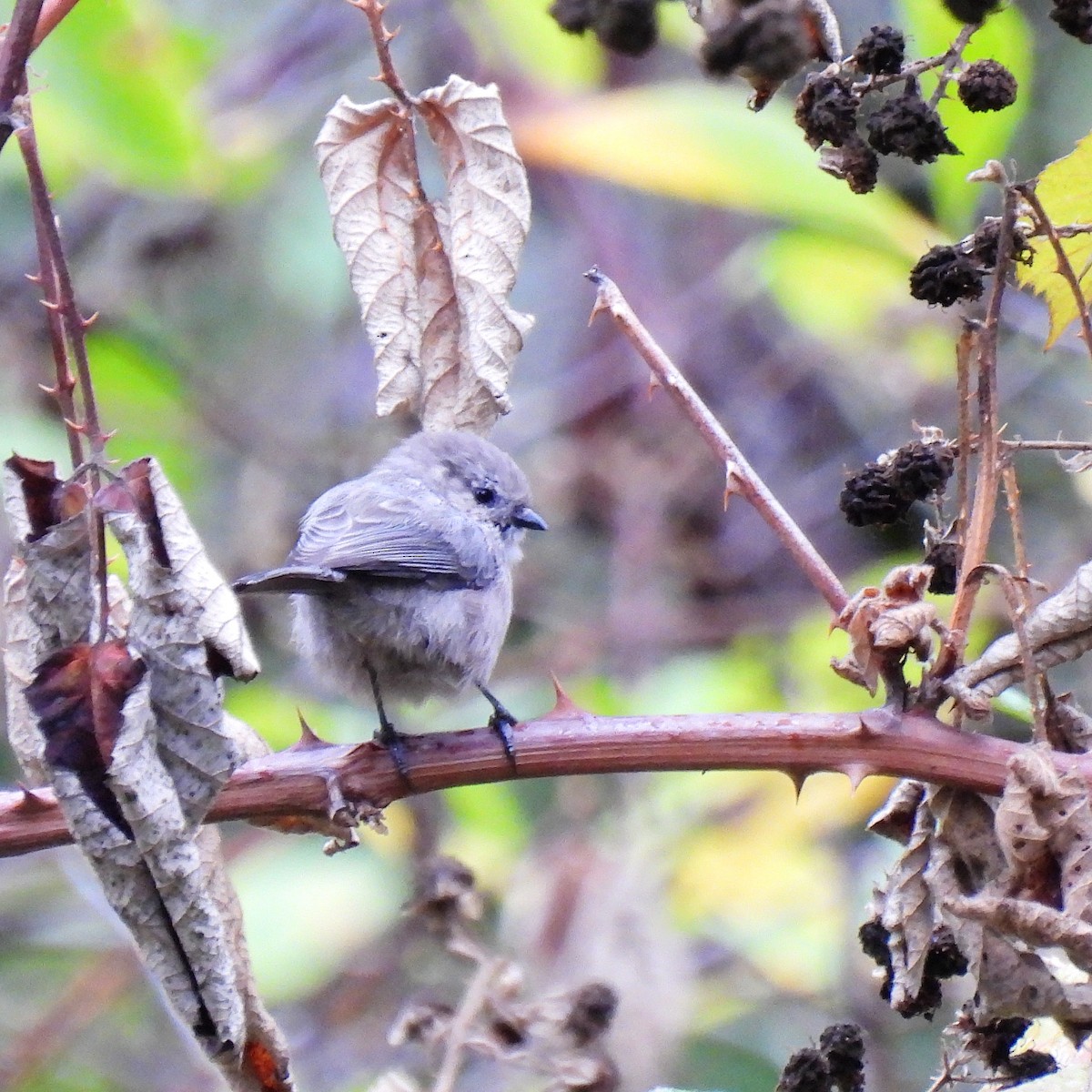 Bushtit - ML609779191