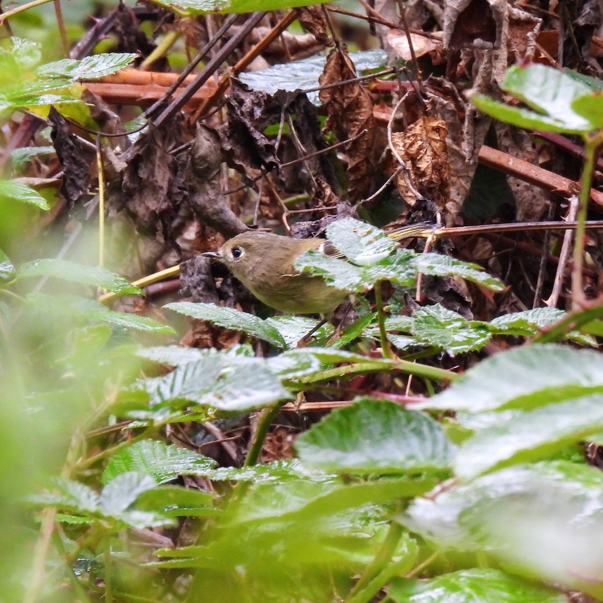 Ruby-crowned Kinglet - ML609779194